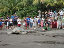 schildpad tortuguero vakantie costa rica